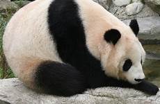 panda giant zoo wikipedia vienna pandas description animals endangered wild fat species big amazing facts beautiful wiki bear cropped animal