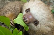 sloth two sloths toed choloepus fingered hoffmann costa rica hoffmanni habitat independent human 2f5