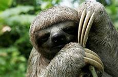 sloths sloth species toed rainforest endangered wwf kesenangan fakta