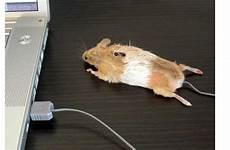 mouse dead pc weirdest computer real creepy wired plus mods equals rob stunningly peripheral showed bring while perfect back now