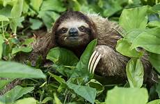 sloth costa toed