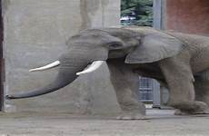 zoo herd elephant doorly henry add omaha jun pm posted
