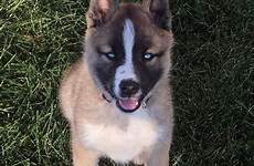 akita husky mix puppy dog puppies breeds breed beautiful mixed dogs reddit comments cute con aww siberian perro article pastor