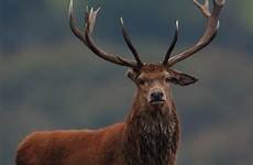 stag deer red royal exmoor ear cervus elaphus stags cornwall wildlife damage ouch battle