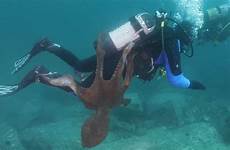octopus diver tentacles attacked wraps huge around