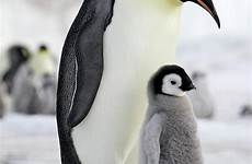 emperor chick cordier sylvain antarctic naturepl