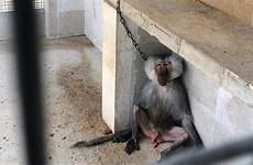 zoos animal cruelty stop bahrain change environment