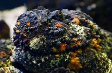 stonefish ikan beracun agrozine ahli menyamar benarkah berasal racun spike kompas