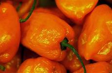 inmates forced say guards humiliation tactics themselves rub habanero sauce were they hot