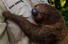 zoos zooborns sloth ambassador