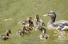 mallard ducklings mother
