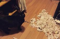 destroys cat kitty toilet naughty roll express
