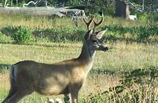 deer wildlife mule ears buck tailed mammal vertebrate antlers elk fauna usa pxhere