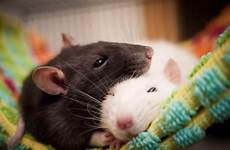 rats pets cuddling