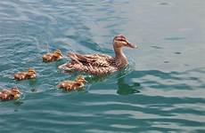 duck ducklings swimming mother family behind fuzzy stock her