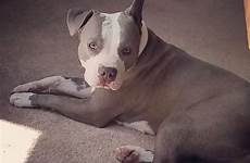 pitbull pit bully breeds americanbullydaily terrier amazing everyone