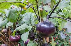 eggplants grow garden steps easy amazing