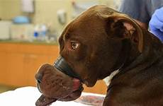 shut abused muzzle taped horrific taping caitlyn