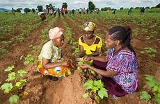 africa farmers south women crops gmos minds biotech changing benefits literacy project farm