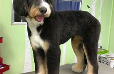 bernedoodle grooming bernadoodle goldendoodle toilettage groomed bernese aussiedoodle poodle welovedoodles corte dodel require much meowlogy chien chiens coupes