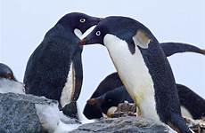 penguin adelie penguins adélie pedia species