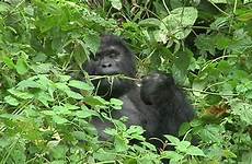 gorillas vbs survival fight cnn gorilla