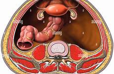 pelvis cross female section superior uterus alamy stock shopping cart