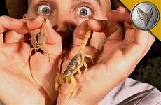 scorpion stings sting coyote peterson cures scorpions remedy thrillist stung