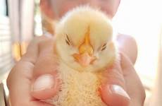 hatching chicks
