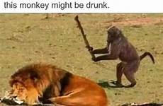 memes funny hilarious sayings idea good seemed monkey time fun lion humor meme quotes daily animals high animal drunk top