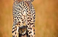cheetah cub her surviving lone young their cheetahs reproductive defecate mammalian instead process traditional they through need go comments natureisfuckinglit
