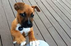 pitbull boxer mix puppies weeks fluffy dogs