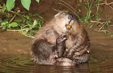 beaver beavers otter devon flooding symes remain dams catchment mammals norfolk biosphere filtering manure fertilisers cleaned slurry allowed grooming reducing