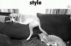 gif style doggy doggystyle gifs cat sleeping giphy pussy tenor hitting dogging everything has tweet search