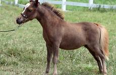 foals irresistible littleamerica minihorseforsale