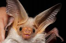 bat bats species poop pallid fledermaus eats insects boing sparkly murcielago palid neal