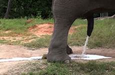 elephant piss
