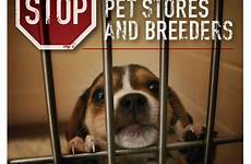 peta cruelty breeders convicted