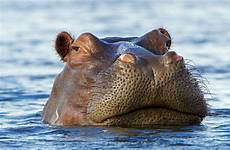 hippo wallpapers hippopotamus wallpaper water hippos africa okavango botswana close theme animals eyes delta head amphibius 1920 windows peering hipopotamo