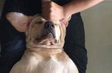 dog massage his gives owner man body him woman relaxes adorable moment