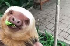 sloth chewing