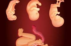 baby womb growing inside woman showing diagram vector premium vecteezy