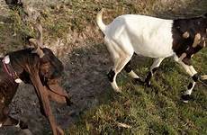 mating goats goat meeting breeding