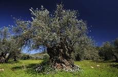 olivier olivo coltivazione plante ooreka ortaggi solidea srl fermo iom ulivo