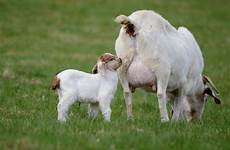 goat mother meadow grazing