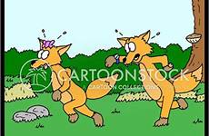 fox hunts cartoon cartoons comics funny hunting animals cartoonstock search