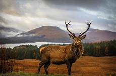 stag scottish adrian photograph 16th uploaded october which