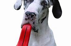 dog toy tongue humunga baxterboo large ball dogs when add pet ib