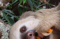 sloth carrots sloths tame