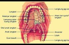 mulut bagian dan struktur fungsi gangguan pengertian